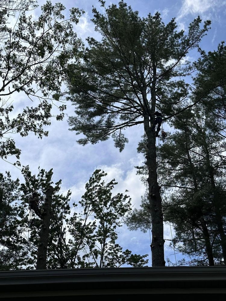 TOP NOTCH PROPERTY SERVICES Updated October 2024 York, Maine Tree