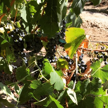 Wiens Cellars - Reds - Wine Tasting Room Near Me - Temecula, California Wiens Cellars - Reds - Wine Tasting Room Near Me - Temecula, California