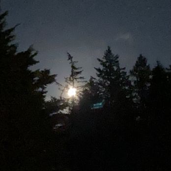 Lewis Creek Park - Even at night a Pretty glimpse of the sky. - Parks Near Me - Bellevue, Washington Lewis Creek Park - Even at night a Pretty glimpse of the sky. - Parks Near Me - Bellevue, Washington