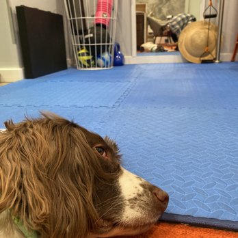 Anderson Peak Performance - Junior the dog hard at work in the studio - Chiropractors Near Me - New York, New York Anderson Peak Performance - Junior the dog hard at work in the studio - Chiropractors Near Me - New York, New York