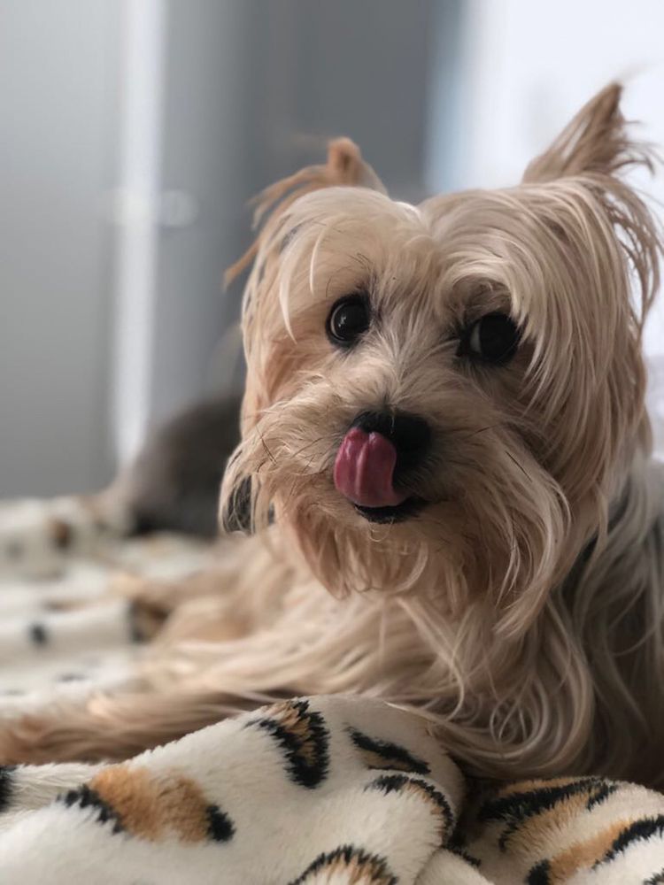 Paws up miami - pet boarding facility in Miami, FL