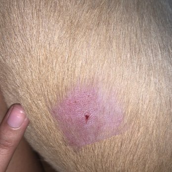 Puff & Fluff Grooming - Litchfield - Puncture hole near her spine. - Pet Sitting Near Me - Goodyear, Arizona