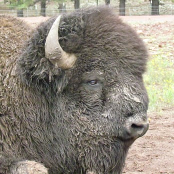 Bearizona - Zoos Near Me - Williams, Arizona