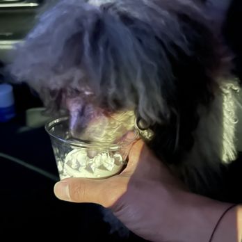 Sonic Drive-In - They got pup cup?! - Burgers Near Me - Las Vegas, Nevada Sonic Drive-In - They got pup cup?! - Burgers Near Me - Las Vegas, Nevada
