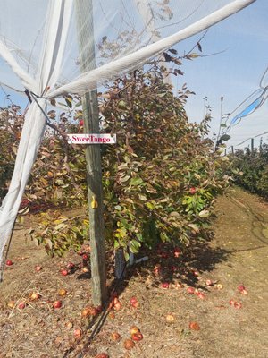 Apple Jack Orchards by null