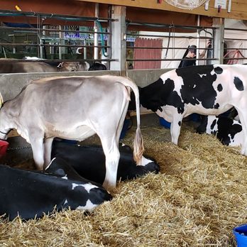 Wisconsin State Fair - Got milk? But seriously, local farmers take great pride in their Wisconsin dairy cows. MOOOO! - Festivals Near Me - West Allis, Wisconsin