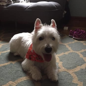Shear Mutts - Our Westie was so comfortable at his grooming appointment and he looks handsome! - Pet Groomers Near Me - Honeoye Falls, New York