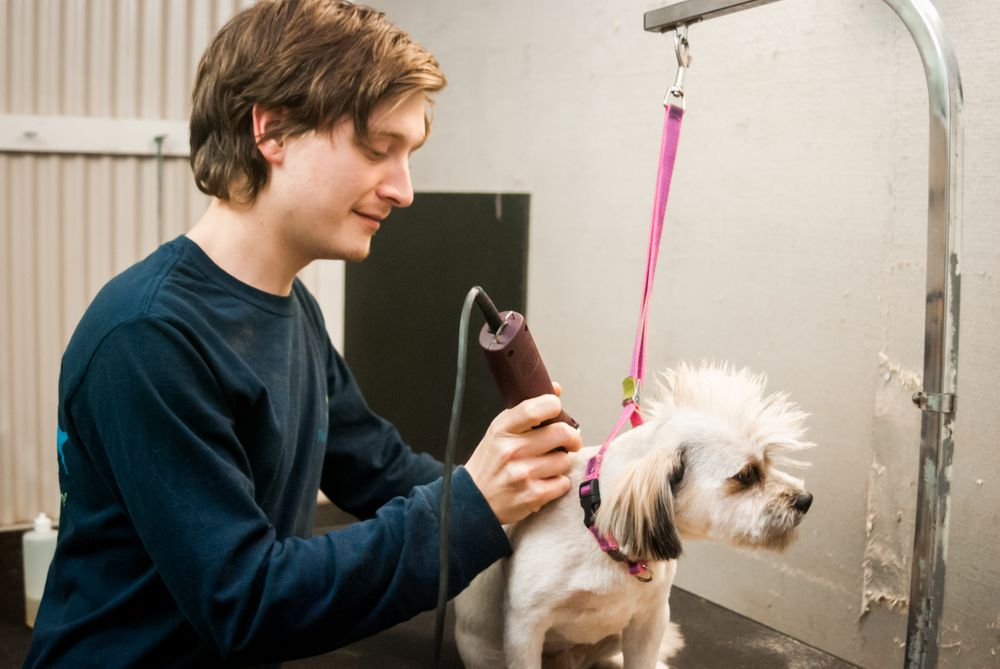 Pleasant Paw's "Inn the DogHouse" - pet boarding facility in Snellville, GA