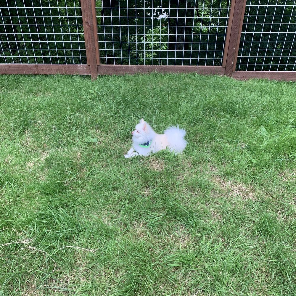 Northwest Fence - My dog in her secure yard - Fences & Gates Near Me - Ferndale, Washington