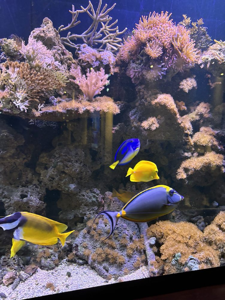 CINEPLEX CINEMAS VARSITY AND VIP Updated November 2024 68 Photos