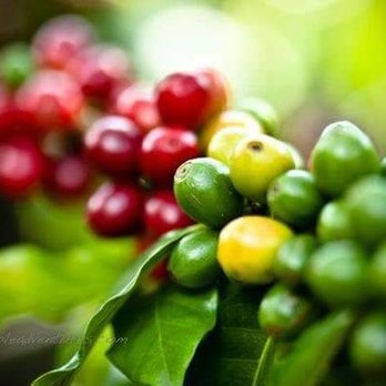 Bete Africa - a cluster of coffee beans on a branch - Ethiopian Near Me - Edmonton, Alberta Bete Africa - a cluster of coffee beans on a branch - Ethiopian Near Me - Edmonton, Alberta