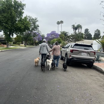 Zenni Dogs - Working on pack walks and socializing with other dogs - Pet Training Near Me