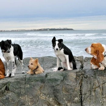 Mission Impawsible Dog Training - Pet Training Near Me - Freemont, New Hampshire Mission Impawsible Dog Training - Pet Training Near Me - Freemont, New Hampshire