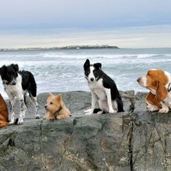 Mission Impawsible Dog Training