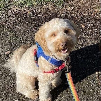 The Grateful Dog - Pet Training Near Me - San Francisco, California The Grateful Dog - Pet Training Near Me - San Francisco, California