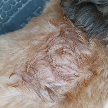 Bubbles N' Barks - He licked himself raw - Pet Groomers Near Me - St. Clair Shores, Michigan