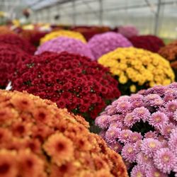 Mazzocca's Greenhouse - Fall Mums