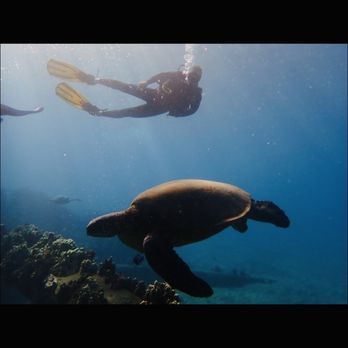 Banyan Tree Divers Maui - Scuba Diving Near Me - Lahaina, Hawaii Banyan Tree Divers Maui - Scuba Diving Near Me - Lahaina, Hawaii