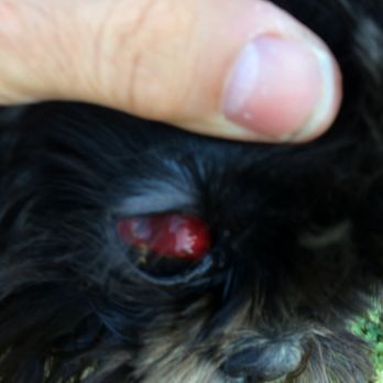 Bark ATL - Pet Sitting Near Me - Atlanta, Georgia