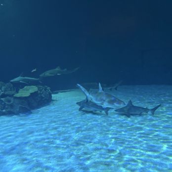 Shark Reef Aquarium at Mandalay Bay - Aquariums Near Me - Las Vegas, Nevada