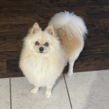 Pedi-Green’s - Ollie - Pet Groomers Near Me - Odessa, Florida Pedi-Green’s - Ollie - Pet Groomers Near Me - Odessa, Florida