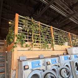 Clean Laundromat - Those are real plants