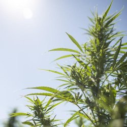 Organic Alternatives