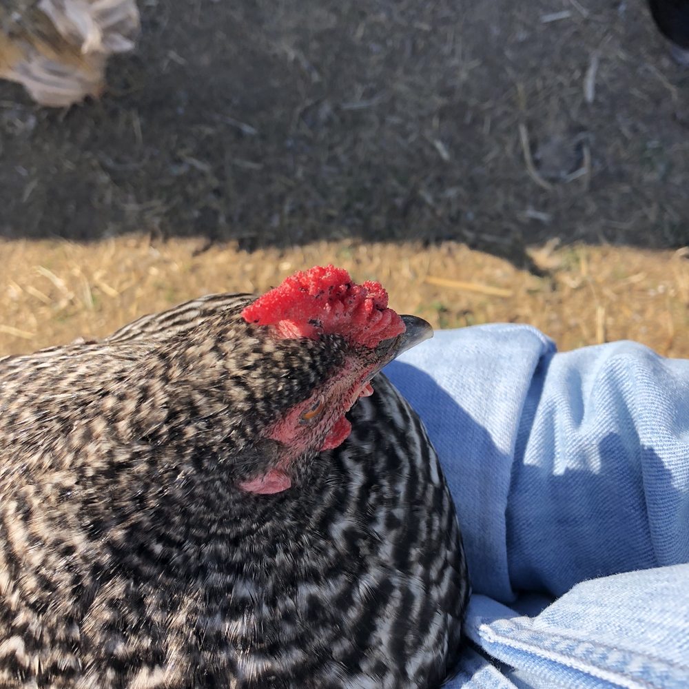 Back-to-Eden Ranch - Holding a chicken is surprisingly fun - Attraction Farms Near Me - Gilroy, California