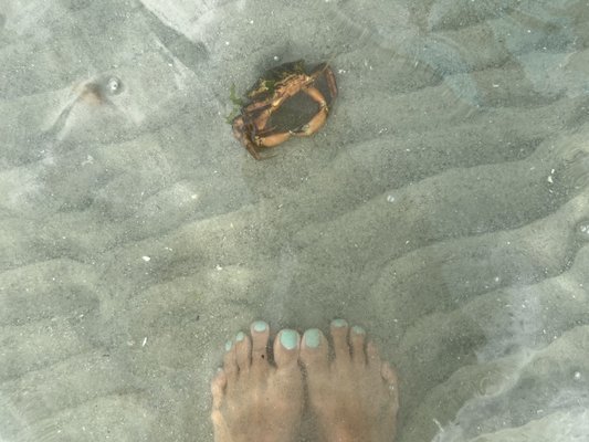 Wingaersheek Beach by null