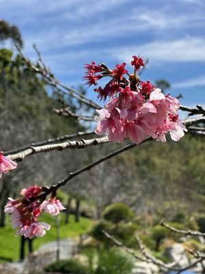 Japanese Friendship Garden & Museum by null