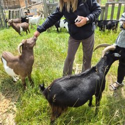 Goat Whisper Farm - Meeting eachother