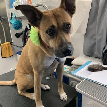 BeachTown Pets Mobile Spa - Pet Groomers Near Me BeachTown Pets Mobile Spa - Pet Groomers Near Me