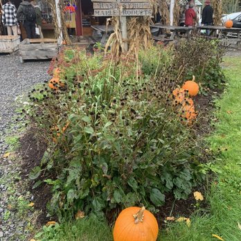 O'Neill's Orchard - pumpkins in the garden - Fruits & Veggies Near Me - LaFayette, New York O'Neill's Orchard - pumpkins in the garden - Fruits & Veggies Near Me - LaFayette, New York