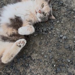 Dune Kitty!!