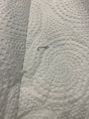 Prospect Coffee Shop