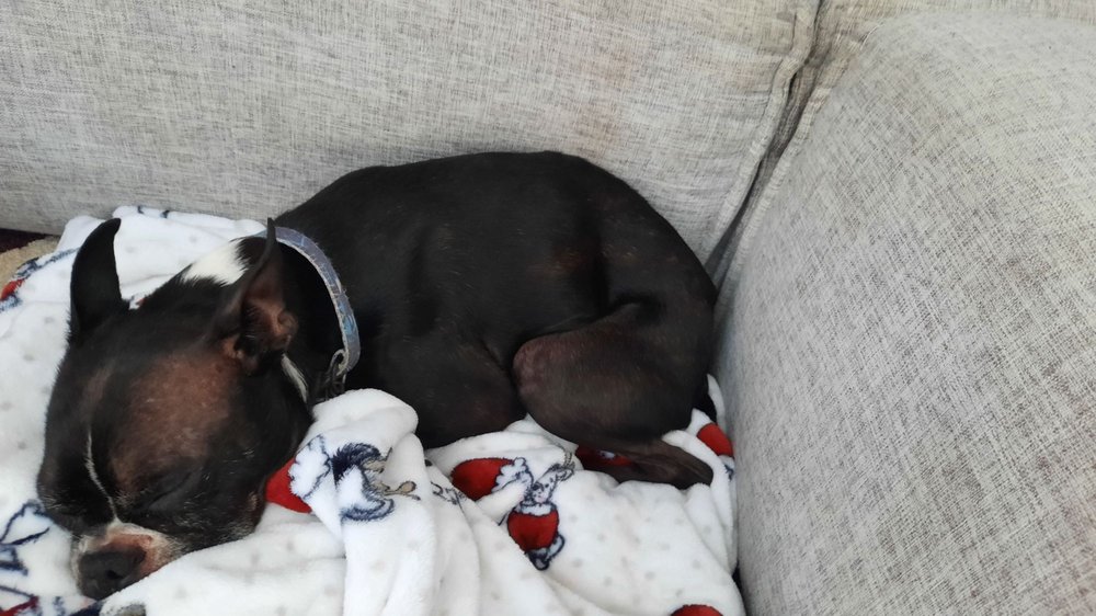 Robinson Animal Hospital Image