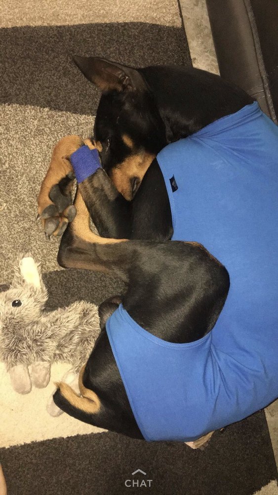 VILLAGE VETERINARY HOSPITAL Updated August 2024 10 Reviews 250 Bosque Farms Blvd, Bosque