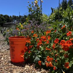 Palo Alto Community Garden
