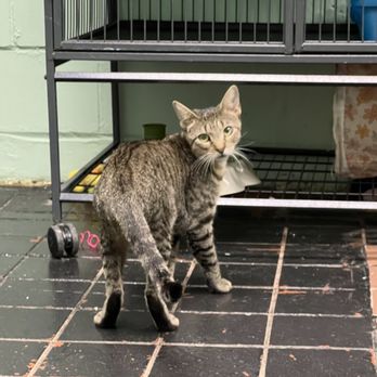 The Kitty Beautiful - Cafes Near Me - Orlando, Florida The Kitty Beautiful - Cafes Near Me - Orlando, Florida