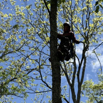 Arbory Tree Services - No tree is too tall for our climbers!! - Tree Services Near Me