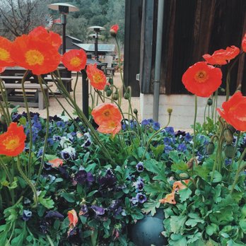 Davis Estates - Wineries Near Me - Calistoga, California