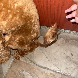 Kriser's Natural Pet - They shaved his tail