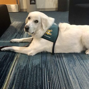 Love On 4 Paws - Bella at a Los Angeles area hospital - Animal Assisted Therapy Near Me - Rancho Palos Verdes, California Love On 4 Paws - Bella at a Los Angeles area hospital - Animal Assisted Therapy Near Me - Rancho Palos Verdes, California