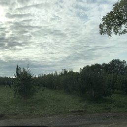 View of the orchards