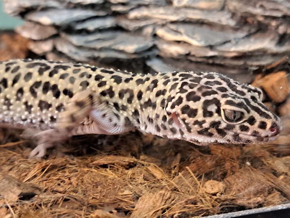 Rainforest Pet Store Image