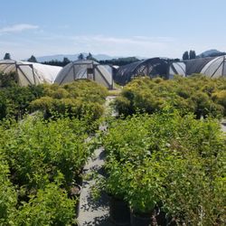 Brandywine Nursery