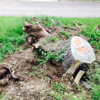 West Metro Stump Grinding - Tipped over stump from storm. Will grind stump and all roots. - Tree Services Near Me West Metro Stump Grinding - Tipped over stump from storm. Will grind stump and all roots. - Tree Services Near Me
