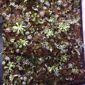 Cafe Topes - This is their AMAZING living wall of succulent local plants. - Coffee & Tea Near Me - Carlsbad, California Cafe Topes - This is their AMAZING living wall of succulent local plants. - Coffee & Tea Near Me - Carlsbad, California