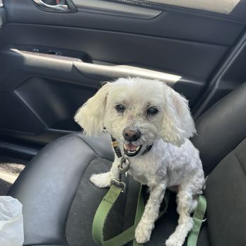 Cute Pets Grooming - Pet Groomers Near Me - San Marcos, California Cute Pets Grooming - Pet Groomers Near Me - San Marcos, California