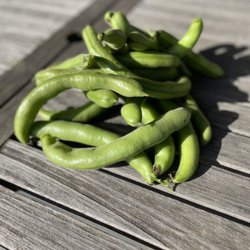 Buen Provecho Farm - Fava beans